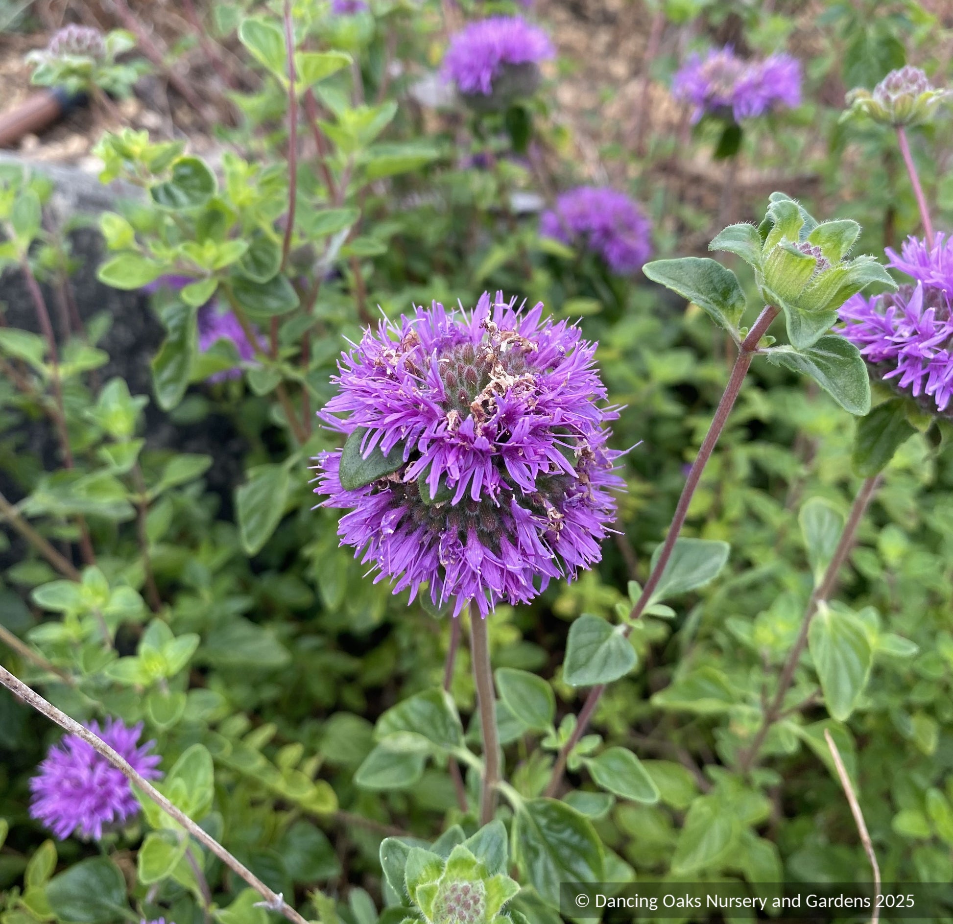 Perennials ~ Monardella purpurea, Siskiyou Monardella or Serpentine Monardella ~ Dancing Oaks Nursery and Gardens ~ Retail Nursery ~ Mail Order Nursery
