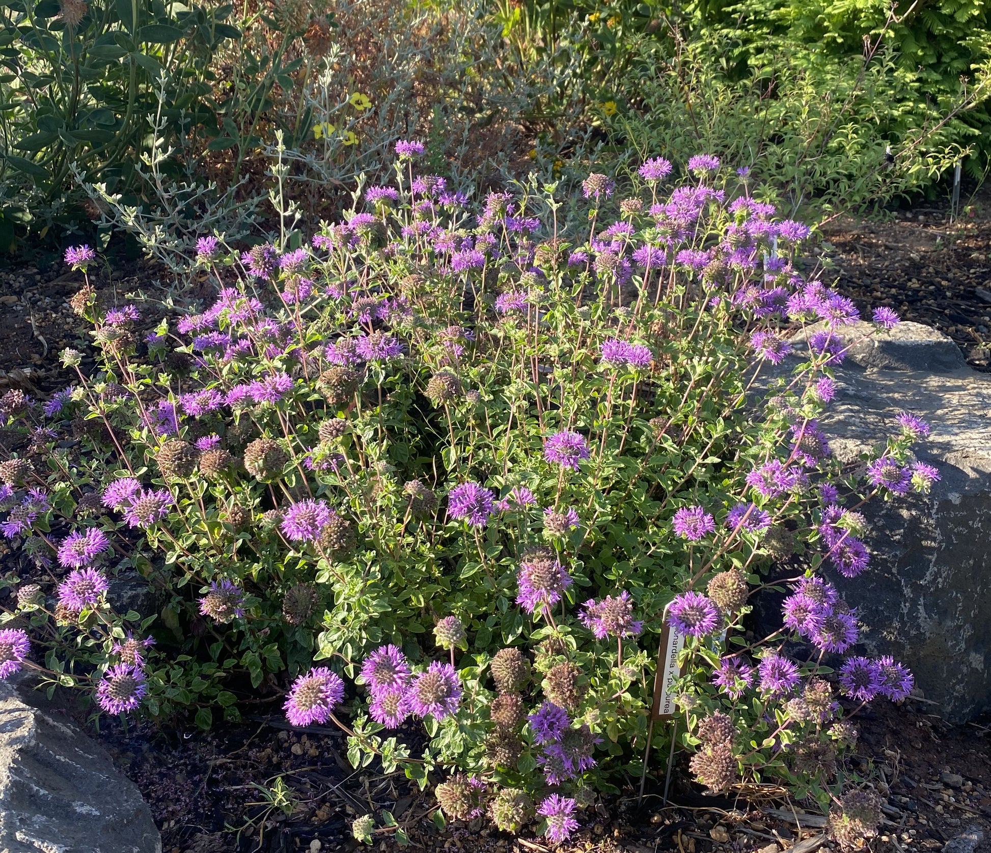 Perennials ~ Monardella purpurea, Siskiyou Monardella or Serpentine Monardella ~ Dancing Oaks Nursery and Gardens ~ Retail Nursery ~ Mail Order Nursery