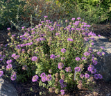 Perennials ~ Monardella purpurea, Siskiyou Monardella or Serpentine Monardella ~ Dancing Oaks Nursery and Gardens ~ Retail Nursery ~ Mail Order Nursery