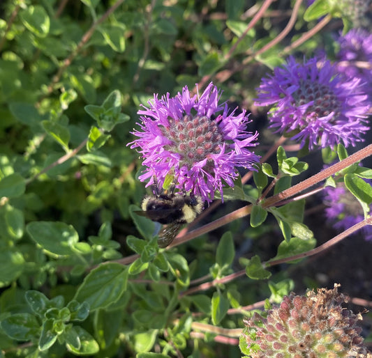 Perennials ~ Monardella purpurea, Siskiyou Monardella or Serpentine Monardella ~ Dancing Oaks Nursery and Gardens ~ Retail Nursery ~ Mail Order Nursery