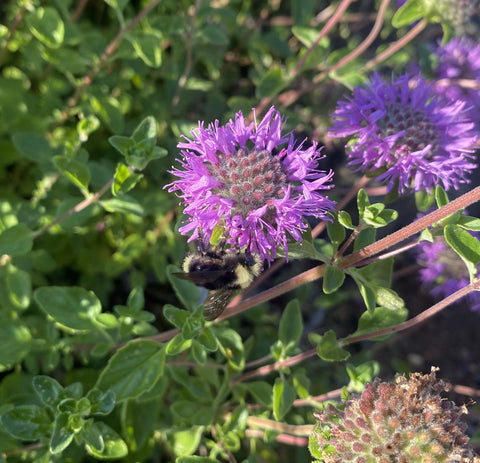 Perennials ~ Monardella purpurea, Siskiyou Monardella or Serpentine Monardella ~ Dancing Oaks Nursery and Gardens ~ Retail Nursery ~ Mail Order Nursery