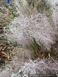 Grasses ~ Muhlenbergia 'Fast Forward', Pink Muhly Grass ~ Dancing Oaks Nursery and Gardens ~ Retail Nursery ~ Mail Order Nursery