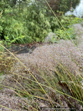 Grasses ~ Muhlenbergia 'Fast Forward', Pink Muhly Grass ~ Dancing Oaks Nursery and Gardens ~ Retail Nursery ~ Mail Order Nursery