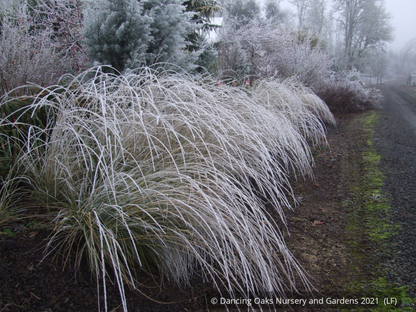 Grasses ~ Muhlenbergia rigens, Deer Grass ~ Dancing Oaks Nursery and Gardens ~ Retail Nursery ~ Mail Order Nursery