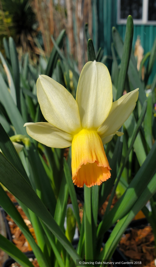 Bulbs & Tubers ~ Narcissus 'Clarice', Cyclamineus Daffodil ~ Dancing Oaks Nursery and Gardens ~ Retail Nursery ~ Mail Order Nursery