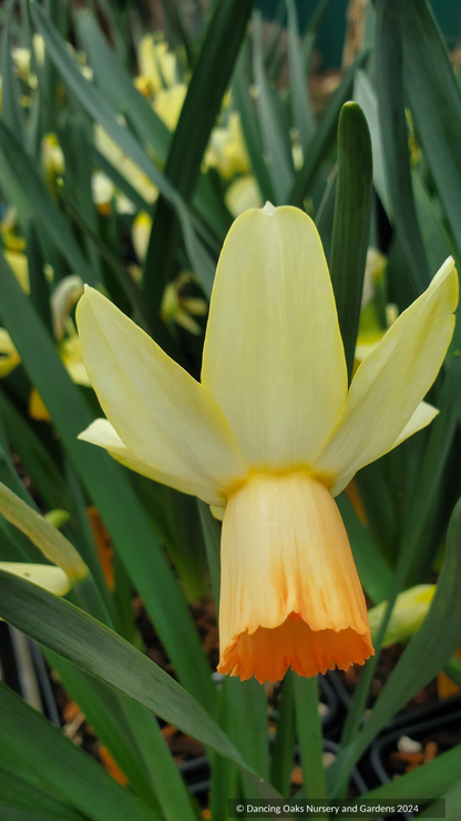 Narcissus 'Clarice', Cyclamineus Daffodil
