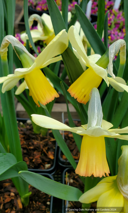 Narcissus 'Clarice', Cyclamineus Daffodil