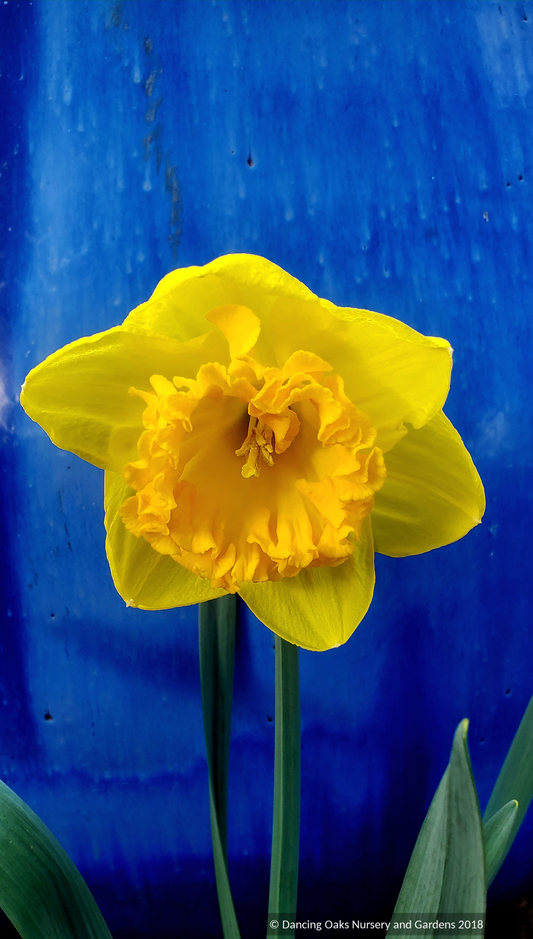 Bulbs & Tubers ~ Narcissus 'Ferris Wheel', Large-cupped Daffodil ~ Dancing Oaks Nursery and Gardens ~ Retail Nursery ~ Mail Order Nursery