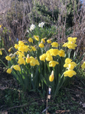 Bulbs & Tubers ~ Narcissus 'Altun Ha' ~ Dancing Oaks Nursery and Gardens ~ Retail Nursery ~ Mail Order Nursery
