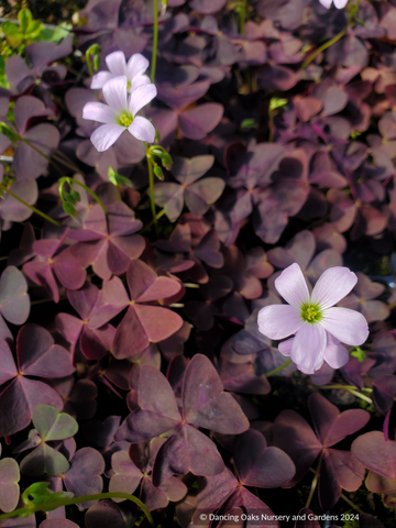 Perennials ~ Oxalis triangularis subsp. papilionaceae 'Atropurpurea', Purple Shamrock ~ Dancing Oaks Nursery and Gardens ~ Retail Nursery ~ Mail Order Nursery