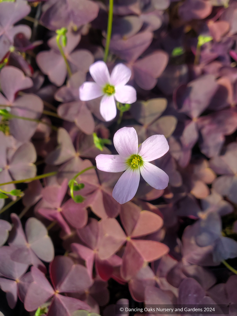 Oxalis triangularis subsp. papilionaceae 'Atropurpurea', Purple Shamro ...