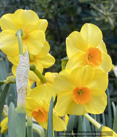 Narcissus 'Falconet', Daffodil