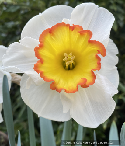 Narcissus 'Hawaiian Skies', Large-cupped Daffodil