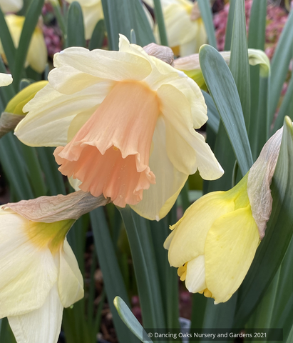 Narcissus 'Lorikeet', Trumpet Daffodil