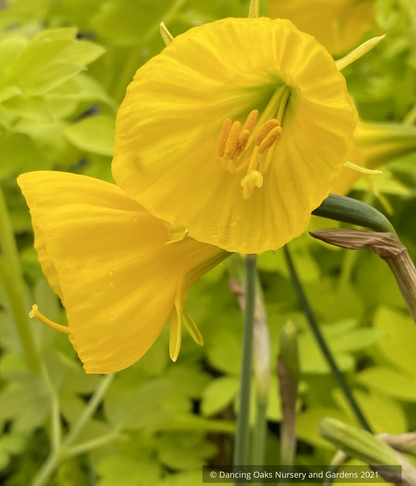 Bulbs & Tubers ~ Narcissus 'Oxford Gold', Hoop Petticoat Daffadil ~ Dancing Oaks Nursery and Gardens ~ Retail Nursery ~ Mail Order Nursery