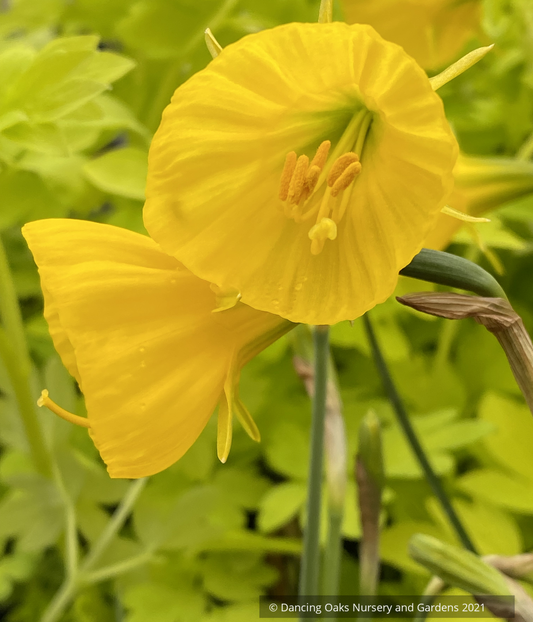 Bulbs & Tubers ~ Narcissus 'Oxford Gold', Hoop Petticoat Daffadil ~ Dancing Oaks Nursery and Gardens ~ Retail Nursery ~ Mail Order Nursery