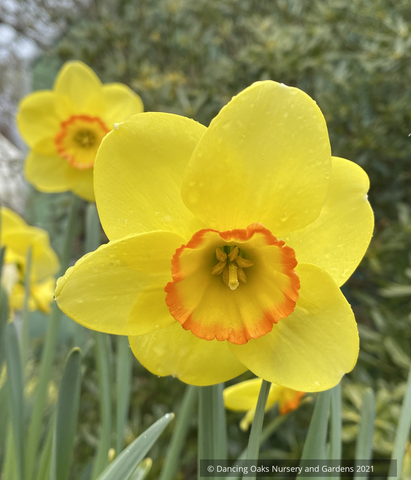 Narcissus 'Pacific Rim', Large-cupped Daffodil