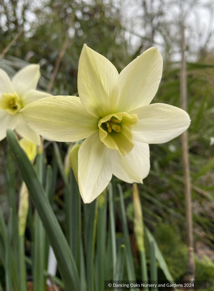 Narcissus_Polar_Hunter_600x600