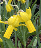 Narcissus 'Rapture', Daffodil