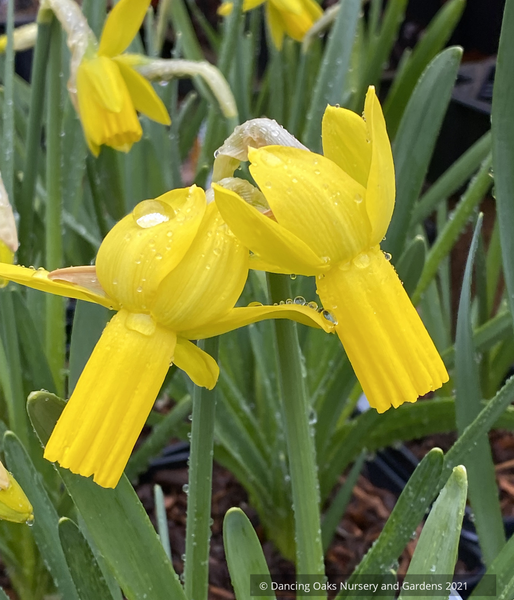 Daffodil Gold Standard Daffodils