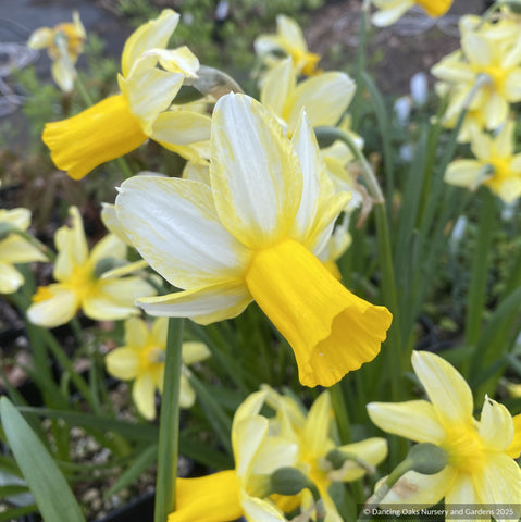 Bulbs & Tubers ~ Narcissus 'Mother Duck' Reflexed Daffodil ~ Dancing Oaks Nursery and Gardens ~ Retail Nursery ~ Mail Order Nursery