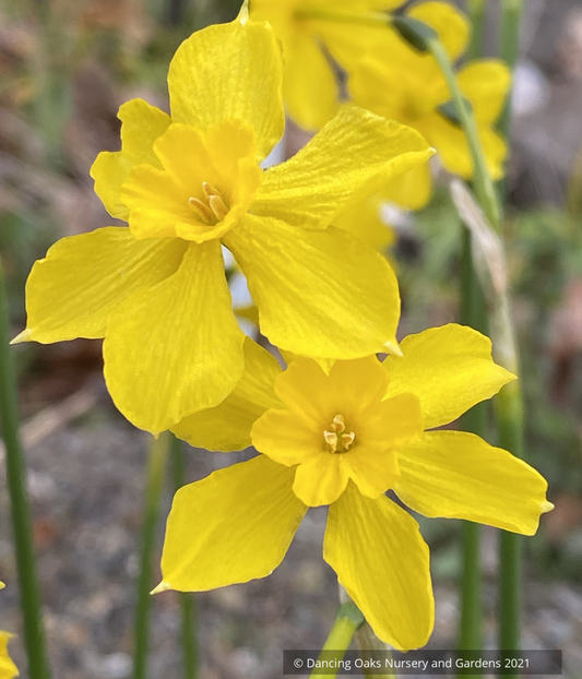 Narcissus fernandesii var. cordubensis, Fernandes Daffodil