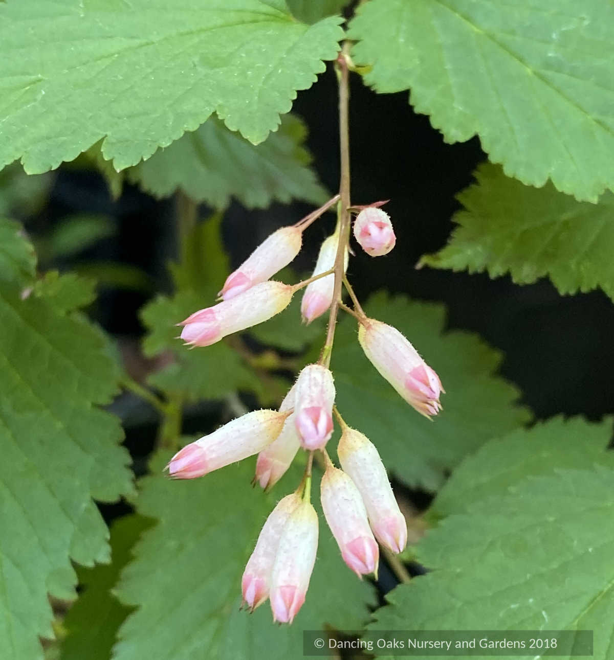 Neillia sinensis, Chinese neillia – Dancing Oaks Nursery and Gardens Neillia sinensis, Chinese neillia – Dancing Oaks Nursery and Gardens