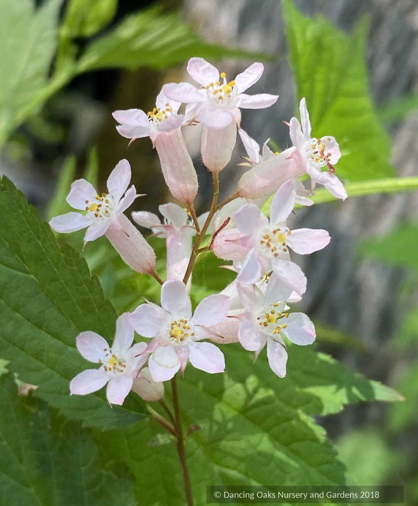 Neillia sinensis, Chinese neillia – Dancing Oaks Nursery and Gardens