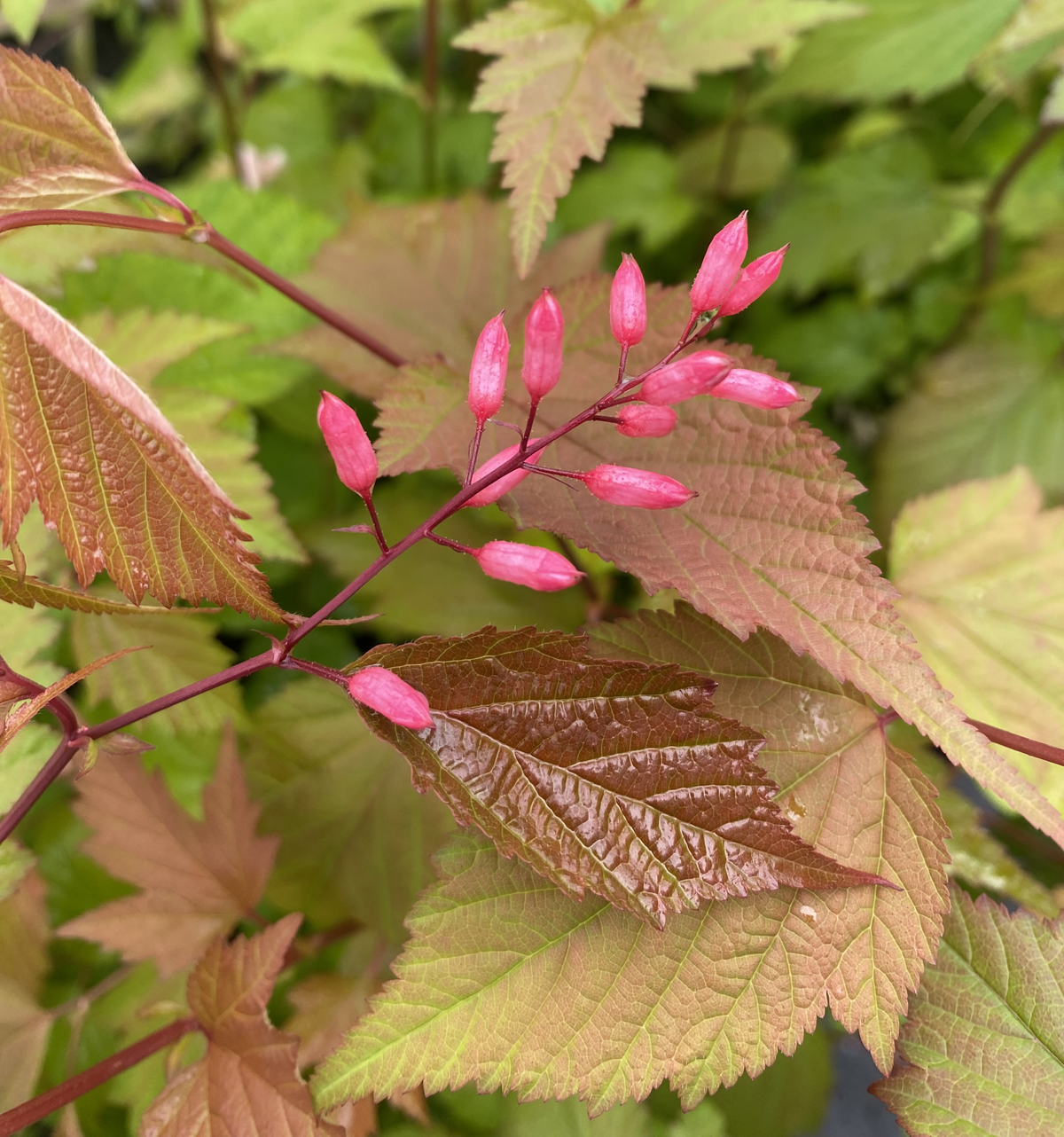Neillia sinensis, Chinese neillia – Dancing Oaks Nursery and Gardens