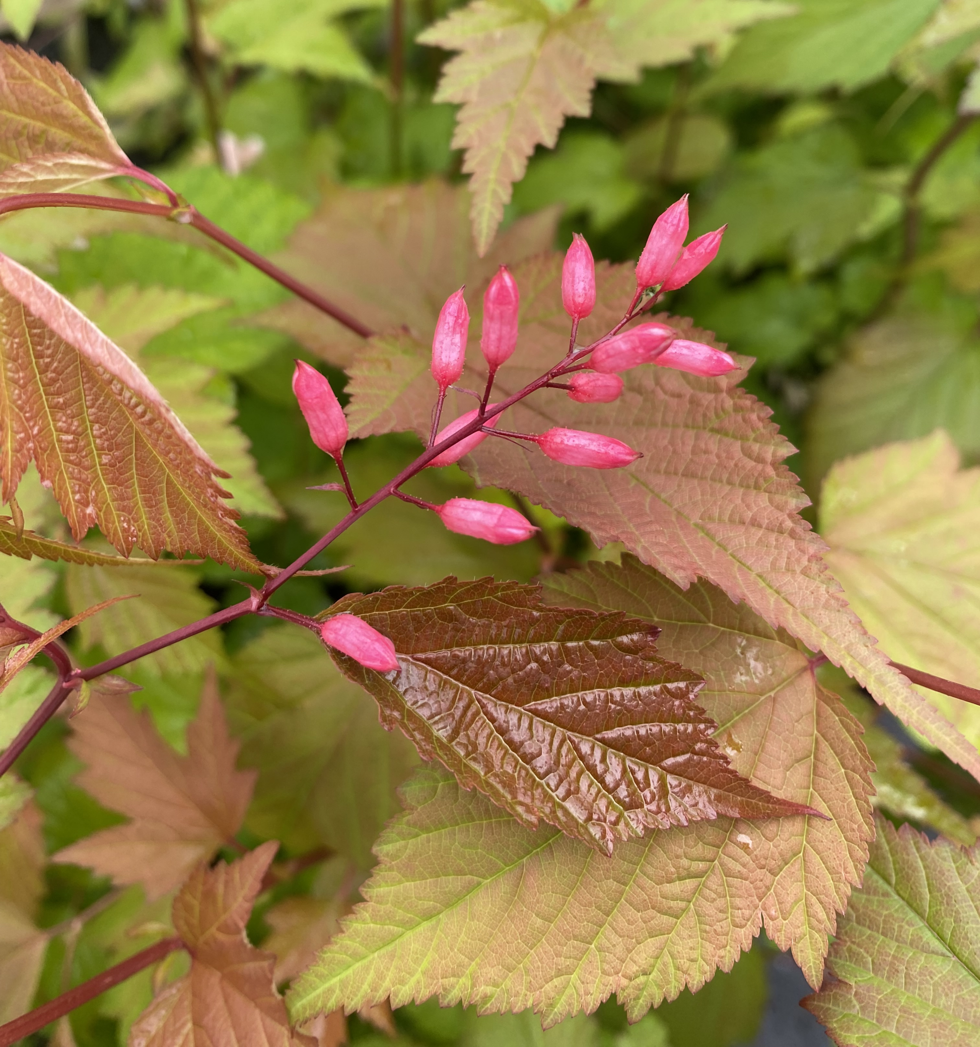 Shrubs ~ Neillia sinensis, Chinese neillia ~ Dancing Oaks Nursery and Gardens ~ Retail Nursery ~ Mail Order Nursery