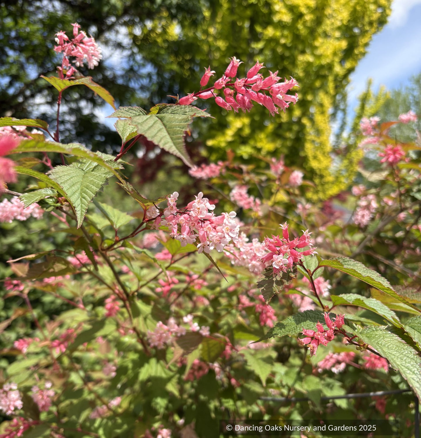Neillia sinensis,  Chinese neillia