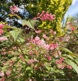 Neillia sinensis,  Chinese neillia