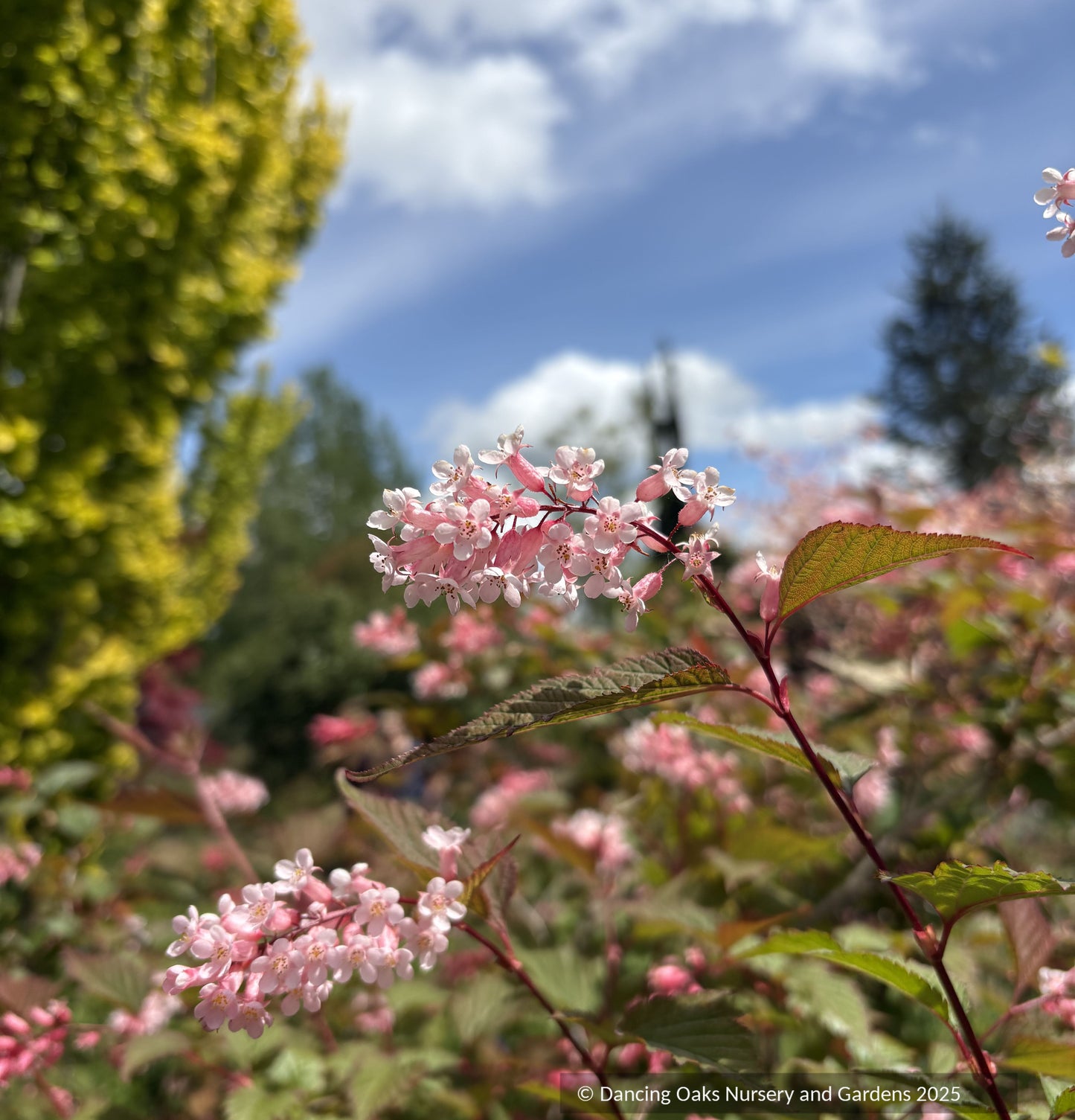 Neillia sinensis,  Chinese neillia