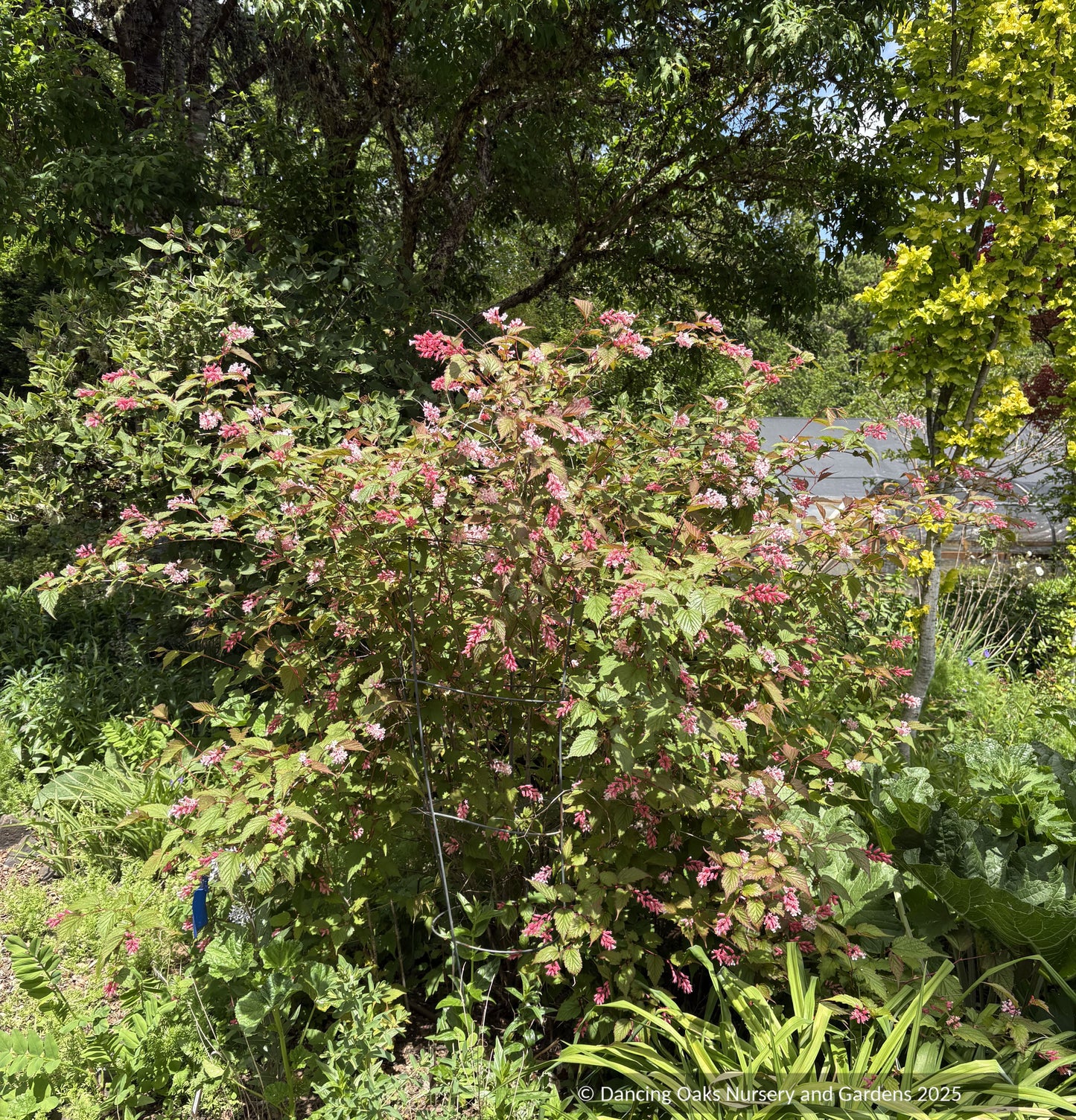 Neillia sinensis,  Chinese neillia