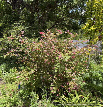Neillia sinensis,  Chinese neillia