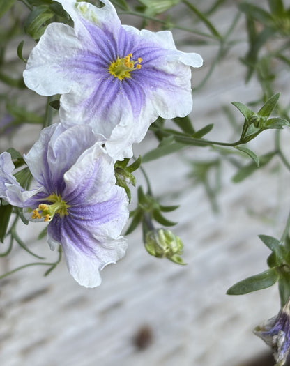 Perennials ~ Nierembergia Starry Eyes ~ Dancing Oaks Nursery and Gardens ~ Retail Nursery ~ Mail Order Nursery