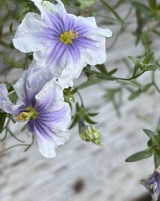 Perennials ~ Nierembergia Starry Eyes ~ Dancing Oaks Nursery and Gardens ~ Retail Nursery ~ Mail Order Nursery