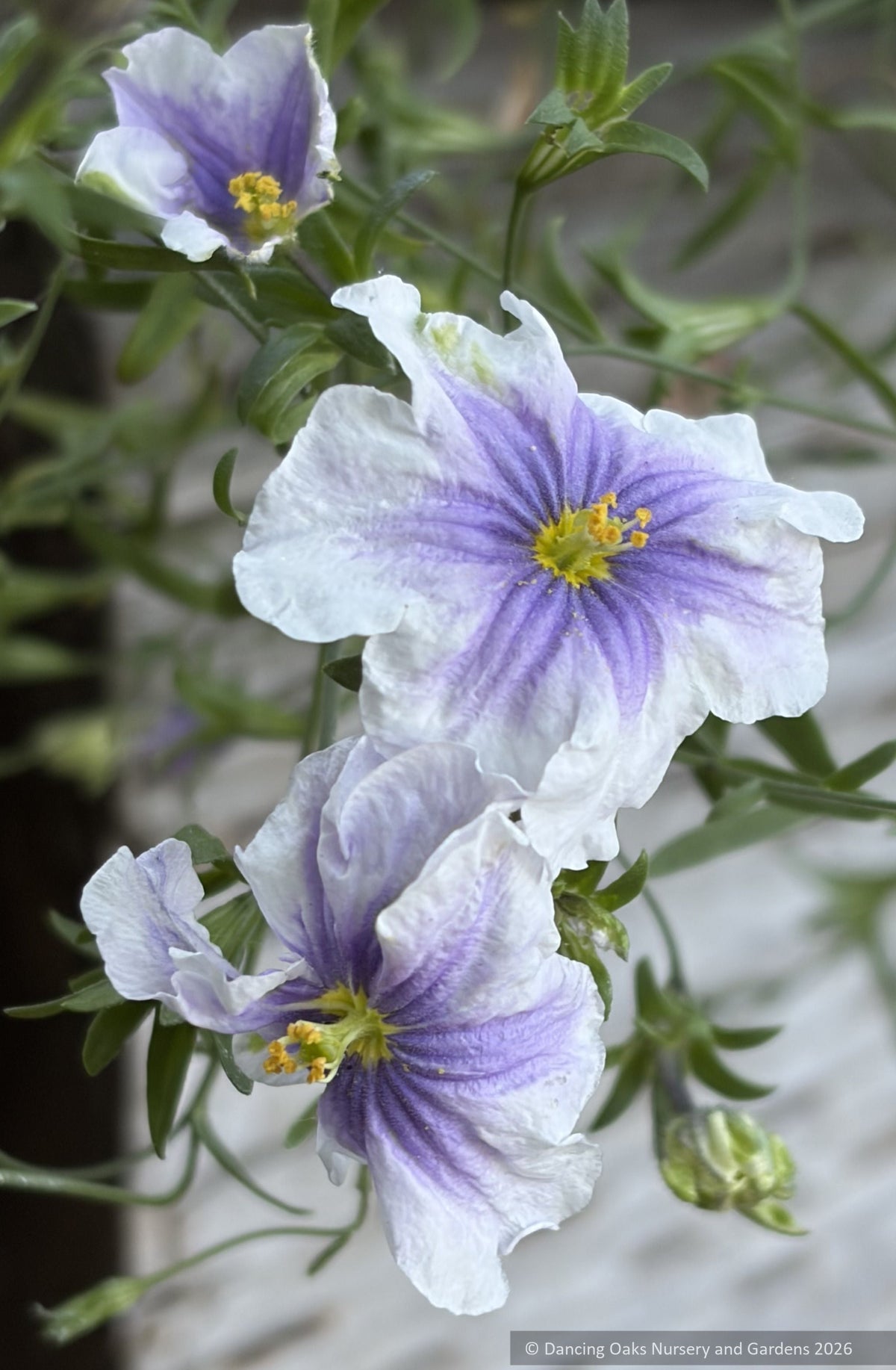 Perennials ~ Nierembergia Starry Eyes ~ Dancing Oaks Nursery and Gardens ~ Retail Nursery ~ Mail Order Nursery