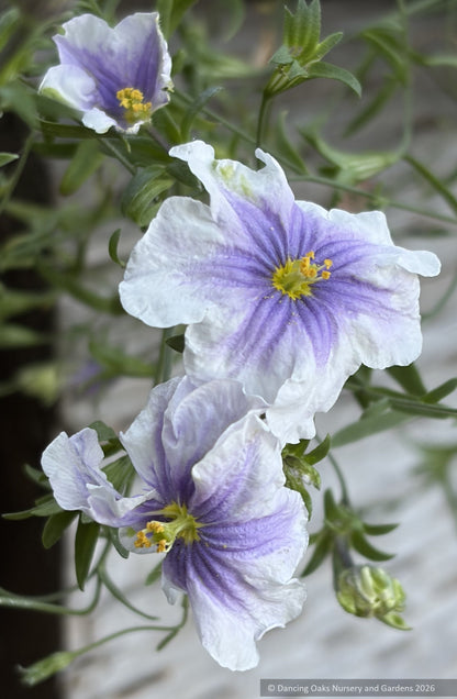 Perennials ~ Nierembergia Starry Eyes ~ Dancing Oaks Nursery and Gardens ~ Retail Nursery ~ Mail Order Nursery