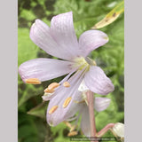 Bulbs & Tubers ~ Notholirion thomsonianum~Rosy Himalayan Lily ~ Dancing Oaks Nursery and Gardens ~ Retail Nursery ~ Mail Order Nursery