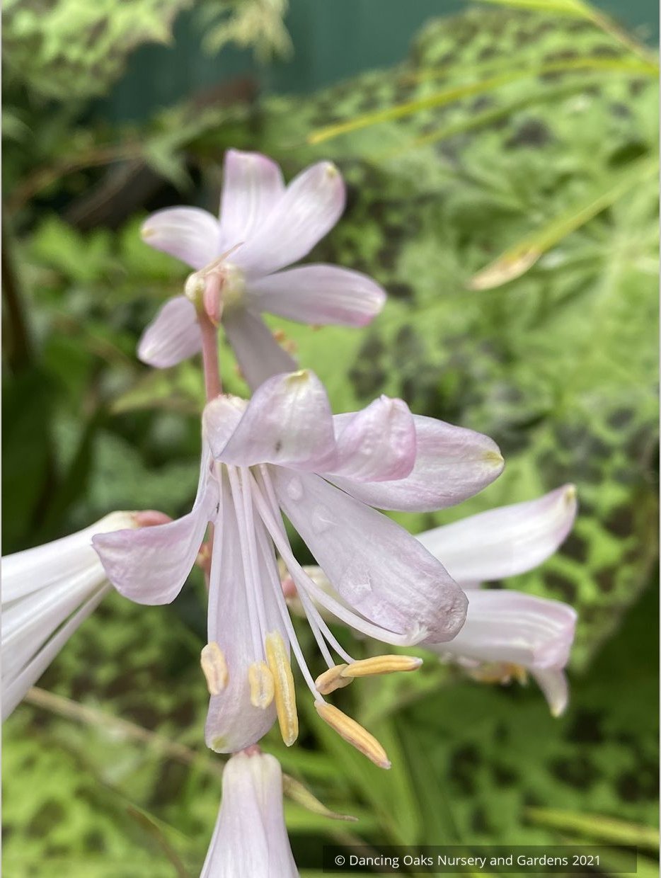 Bulbs & Tubers ~ Notholirion thomsonianum~Rosy Himalayan Lily ~ Dancing Oaks Nursery and Gardens ~ Retail Nursery ~ Mail Order Nursery