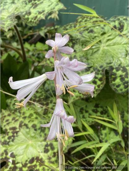 Bulbs & Tubers ~ Notholirion thomsonianum~Rosy Himalayan Lily ~ Dancing Oaks Nursery and Gardens ~ Retail Nursery ~ Mail Order Nursery