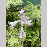 Bulbs & Tubers ~ Notholirion thomsonianum~Rosy Himalayan Lily ~ Dancing Oaks Nursery and Gardens ~ Retail Nursery ~ Mail Order Nursery