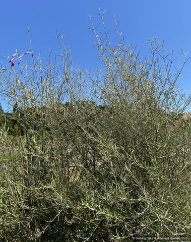 Shrubs ~ Olearia lineata 'Dartonii', Daisy Bush or Twiggy Tree Daisy ~ Dancing Oaks Nursery and Gardens ~ Retail Nursery ~ Mail Order Nursery