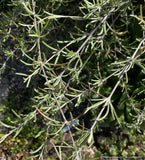 Shrubs ~ Olearia lineata 'Dartonii', Daisy Bush or Twiggy Tree Daisy ~ Dancing Oaks Nursery and Gardens ~ Retail Nursery ~ Mail Order Nursery