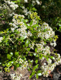 Olearia x haastii, New Zealand Daisy Shrub
