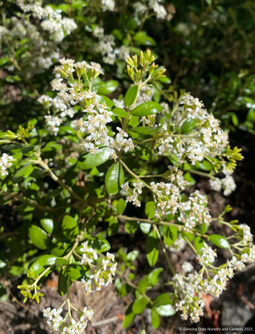 Olearia x haastii, New Zealand Daisy Shrub