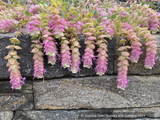 Perennials ~ Origanum 'Barbara Tingey', Ornamental Oregano ~ Dancing Oaks Nursery and Gardens ~ Retail Nursery ~ Mail Order Nursery