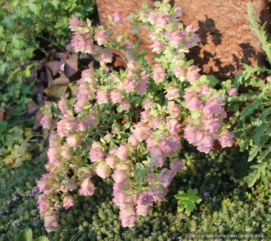 Origanum 'Kent Beauty', Ornamental Oregano