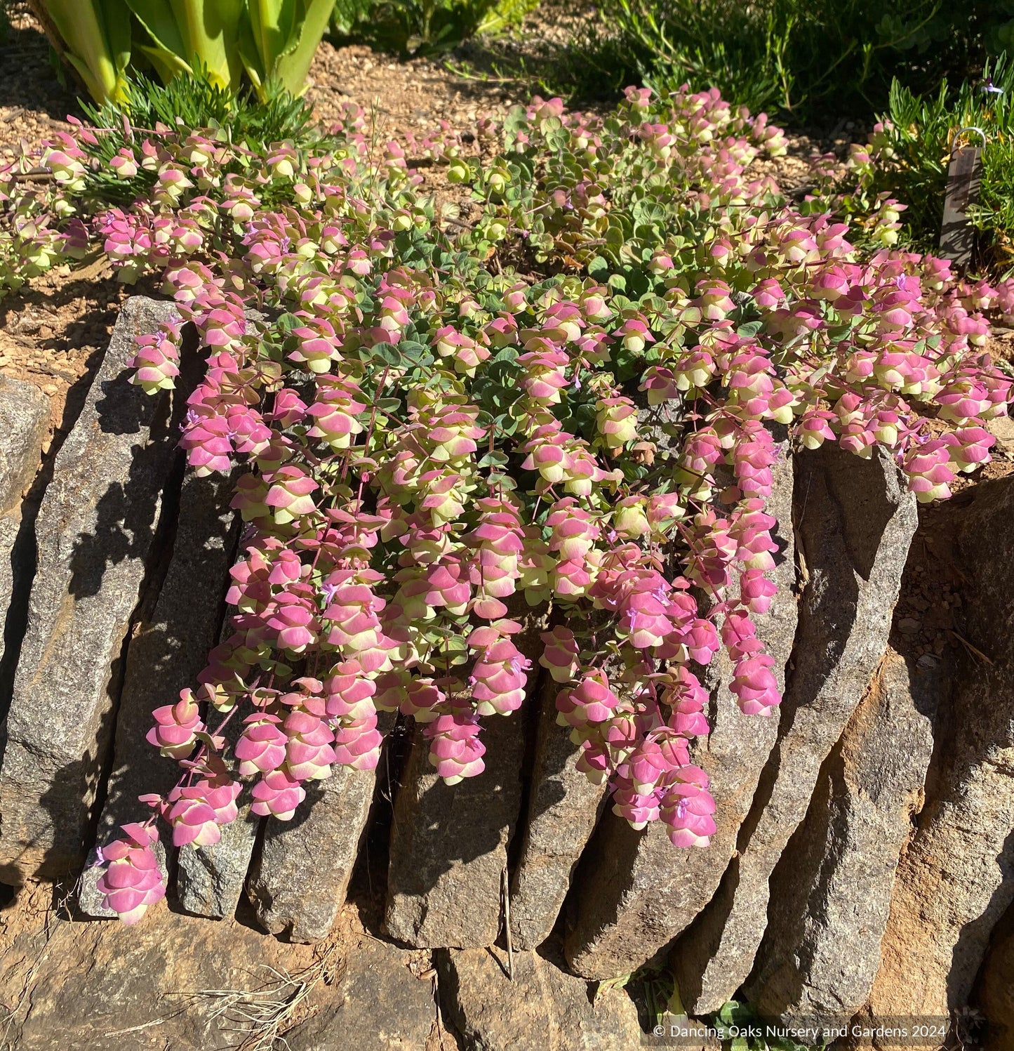 Perennials ~ Origanum 'Barbara Tingey', Ornamental Oregano ~ Dancing Oaks Nursery and Gardens ~ Retail Nursery ~ Mail Order Nursery